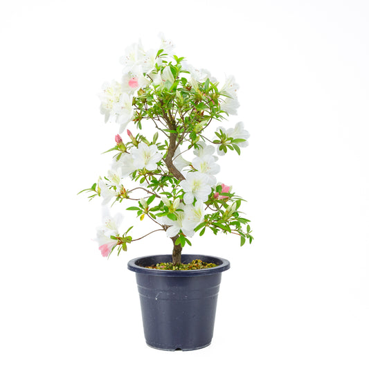 Rhododendron indicum “Moe” (satsuki azalea), height ~54cm