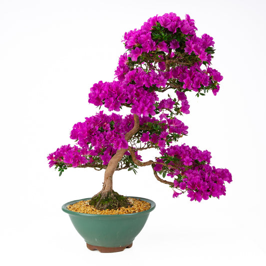 Rhododendron indicum 'Hoshi no Kagayaki' (satsuki azalea), height ~58cm