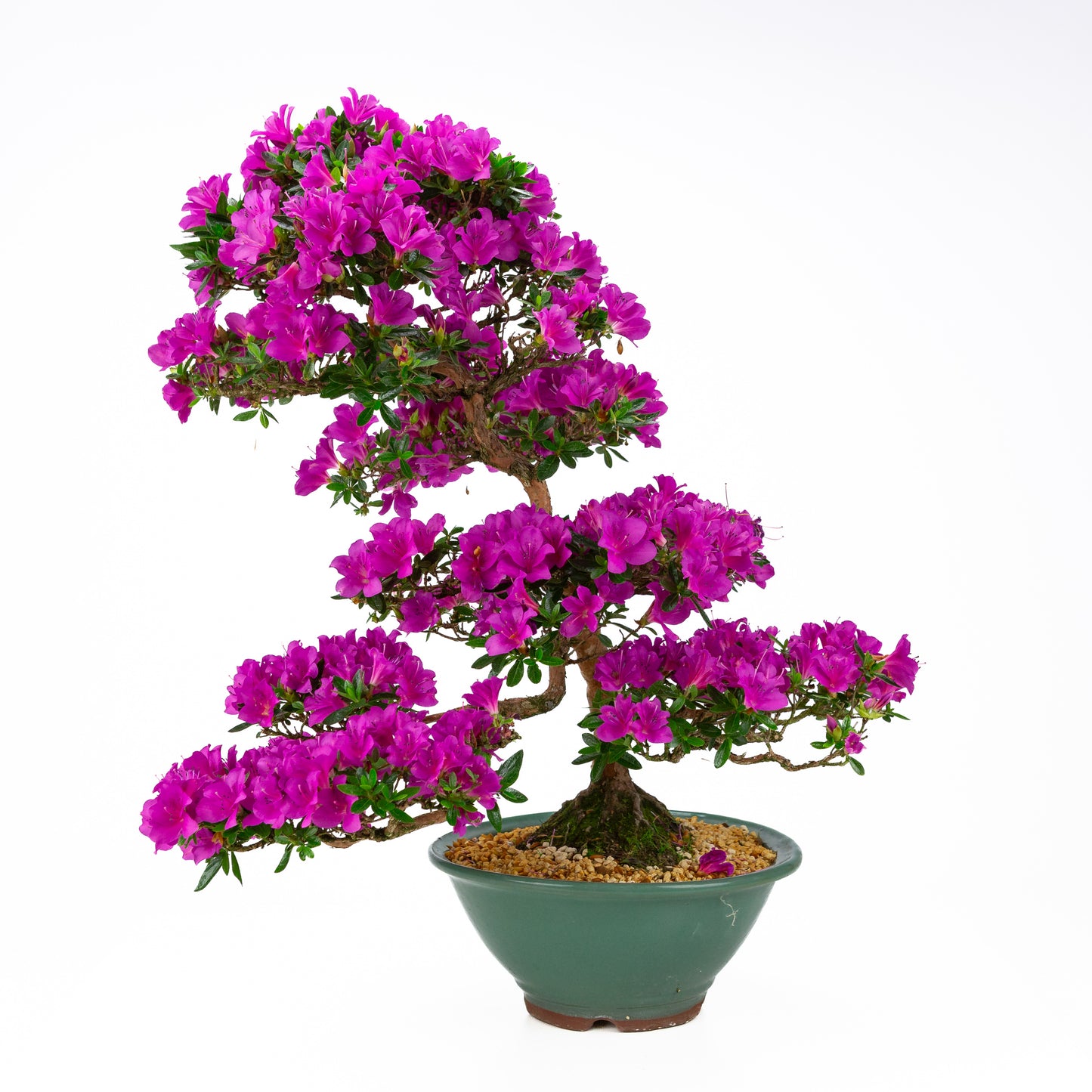 Rhododendron indicum 'Hoshi no Kagayaki' (satsuki azalea), height ~58cm