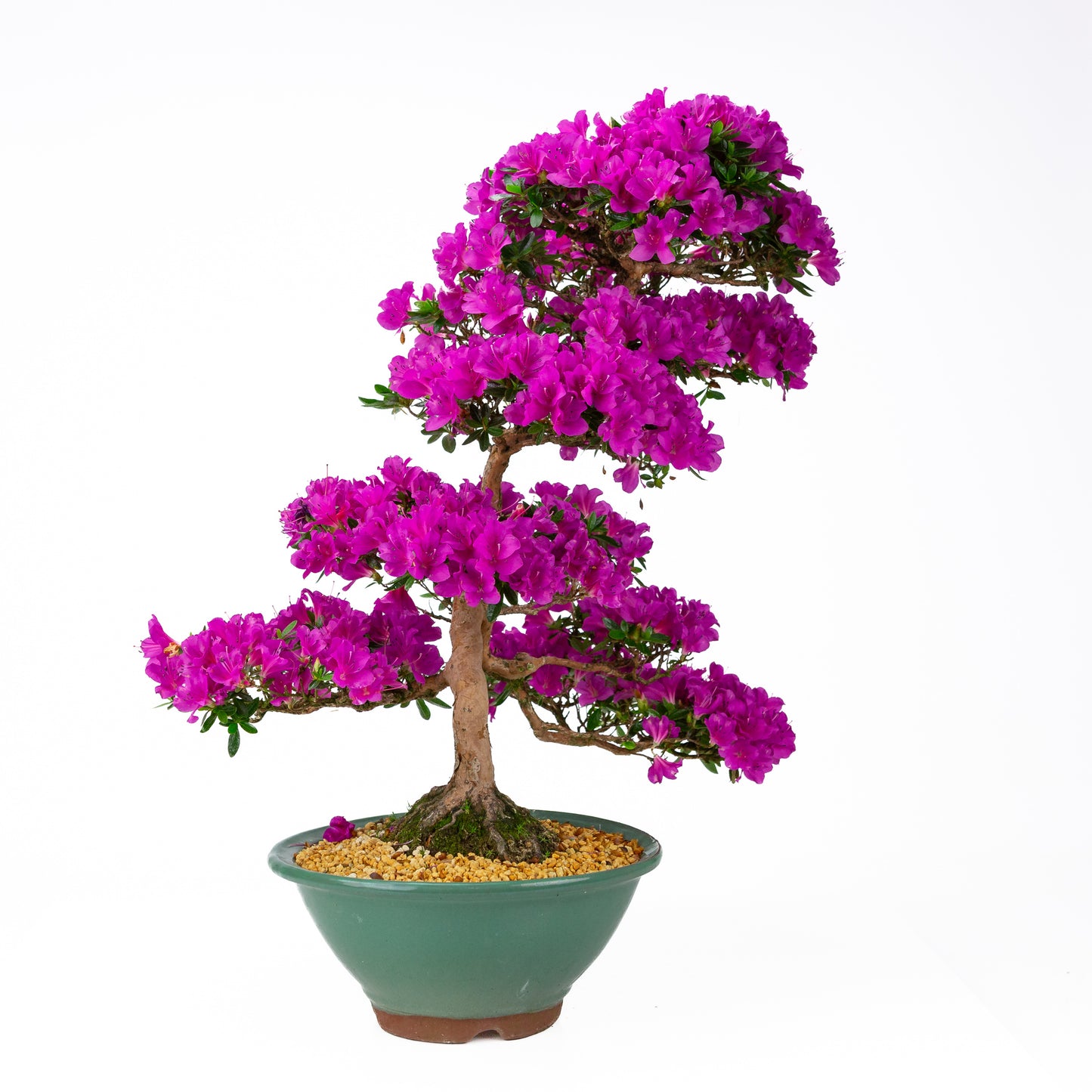 Rhododendron indicum 'Hoshi no Kagayaki' (satsuki azalea), height ~58cm