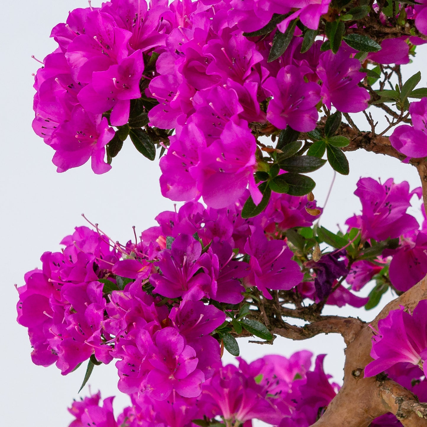 Rhododendron indicum 'Hoshi no Kagayaki' (satsuki azalea), height ~58cm