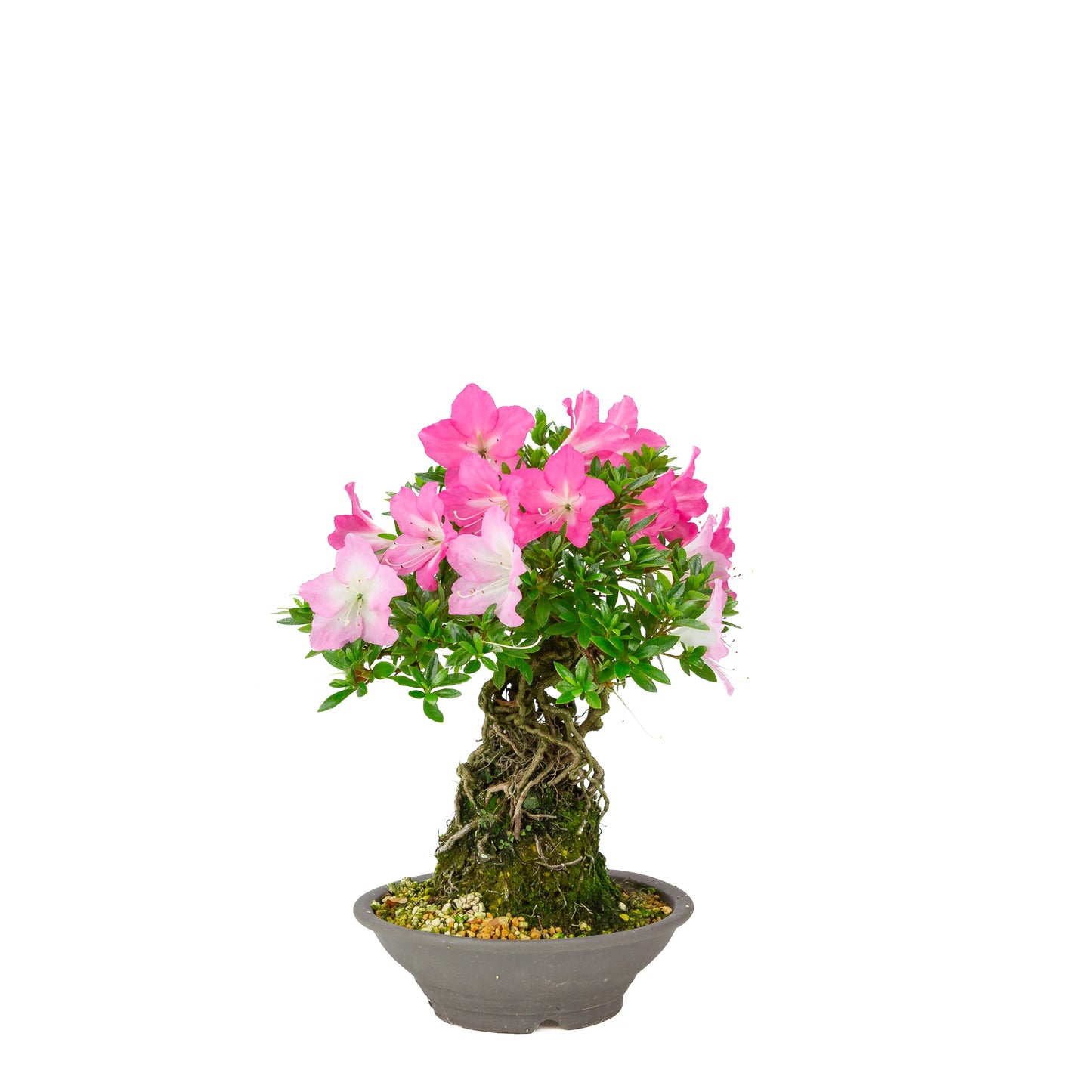 Rhododendron indicum 'Yuko' (satsuki azalea), hoogte ~33cm