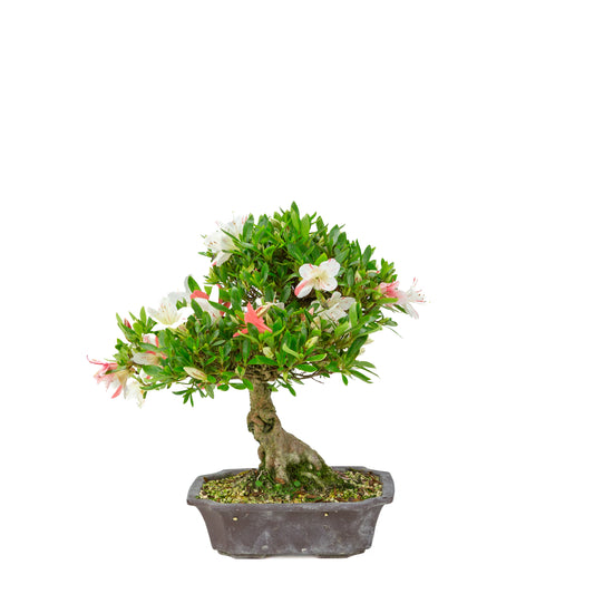 Rhododendron indicum “Matsuna” (satsuki azalea), height ~34cm