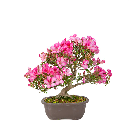 Rhododendron indicum 'Azuma Kagami' (satsuki azalea), height ~37cm