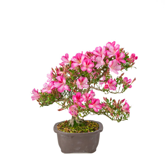 Rhododendron indicum 'Azuma Kagami' (satsuki azalea), height ~37cm