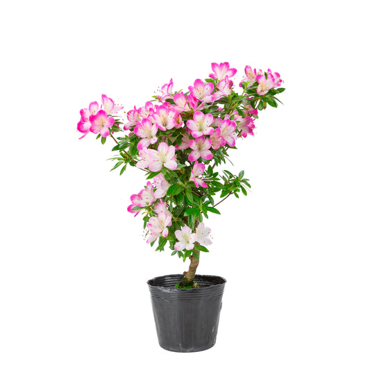 Rhododendron indicum “Hana Maiko” (Satsuki azalea), height ~45cm