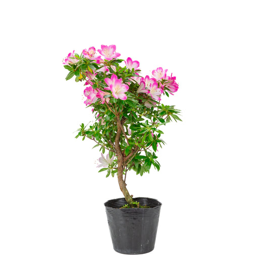 Rhododendron indicum “Hana Maiko” (Satsuki azalea), height ~45cm