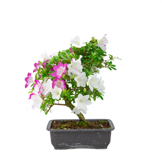Rhododendron indicum “Ruka” (satsuki azalea), height ~43cm