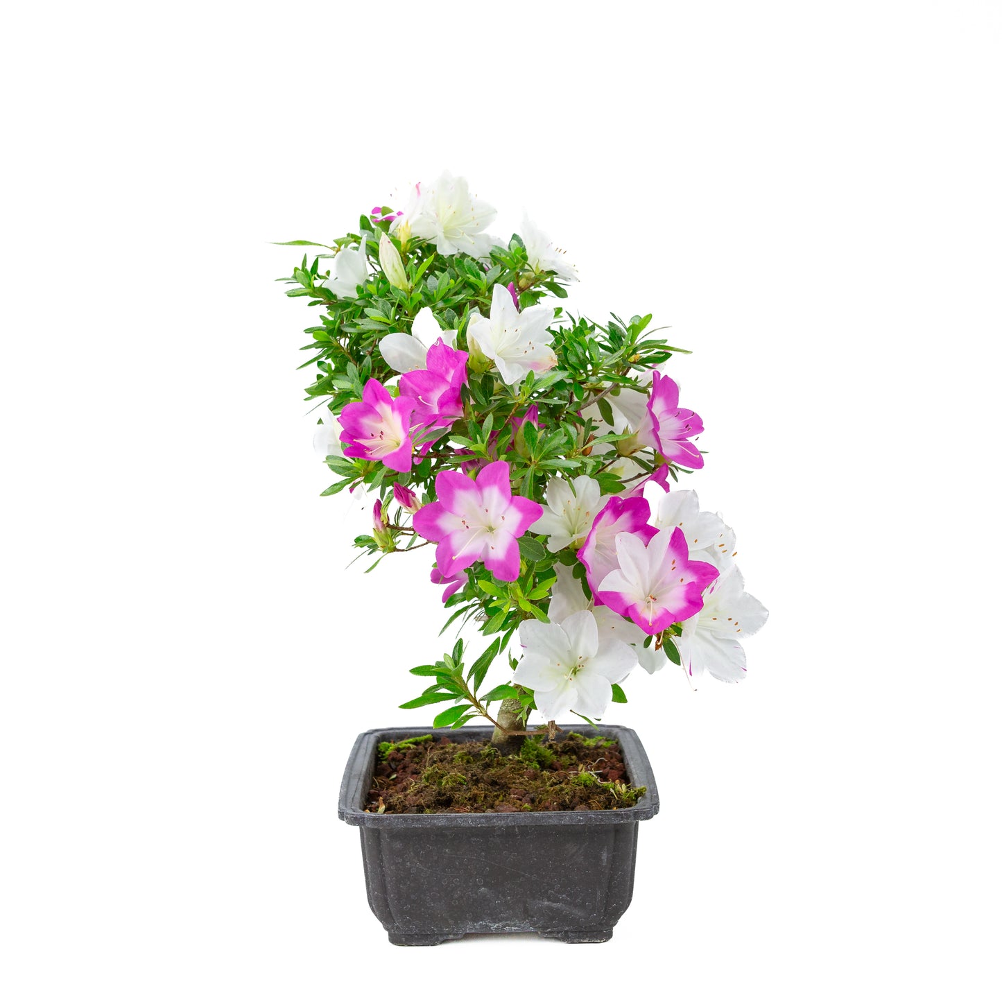 Rhododendron indicum 'Ruka' (satsuki azalea), hoogte ~43cm