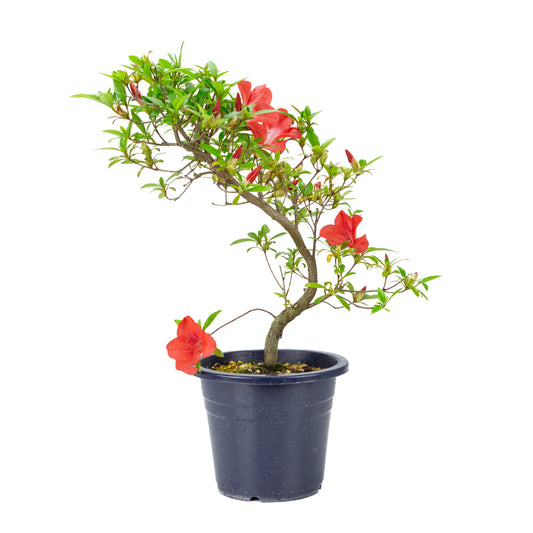 Rhododendron indicum “Umi Hotaru” (satsuki azalea), height ~49cm