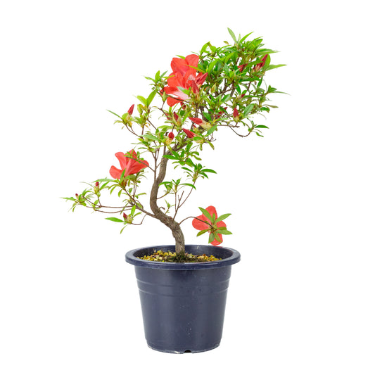 Rhododendron indicum “Umi Hotaru” (satsuki azalea), height ~49cm