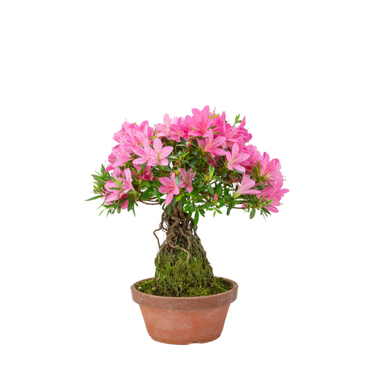 Rhododendron indicum (satsuki azalea), height ~38cm