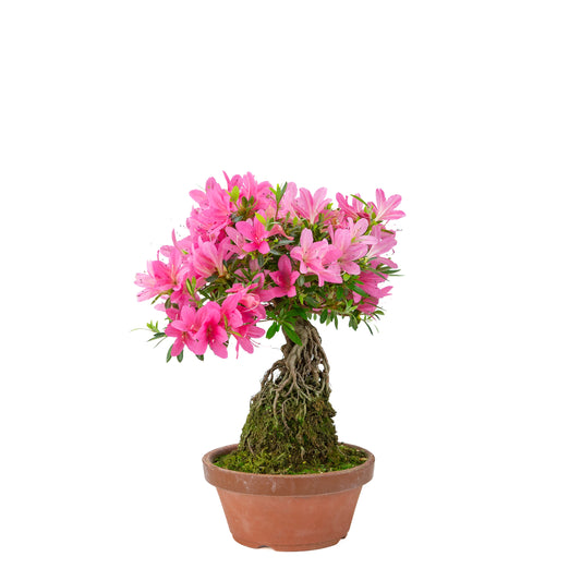 Rhododendron indicum (satsuki azalea), height ~38cm
