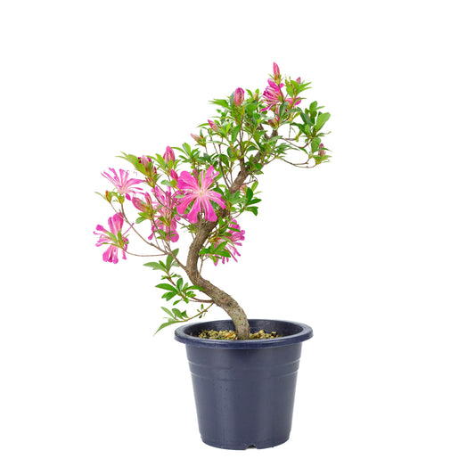 Rhododendron indicum “Hanabin” (Satsuki azalea), height ~49cm