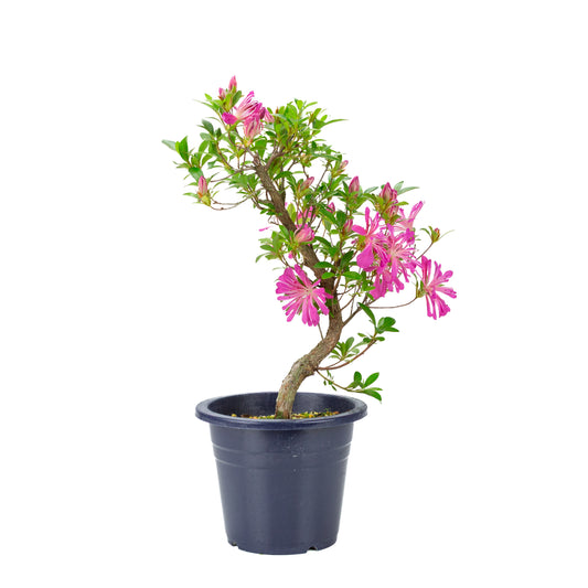 Rhododendron indicum “Hanabin” (Satsuki azalea), height ~49cm