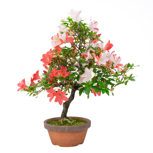 Rhododendron indicum “Yumekoyo” (satsuki azalea), height ~55cm