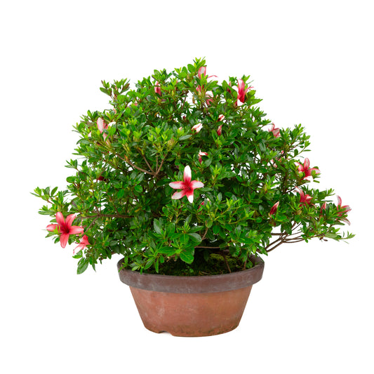 Rhododendron indicum “Hotarubi” (Satsuki azalea), height ~43cm
