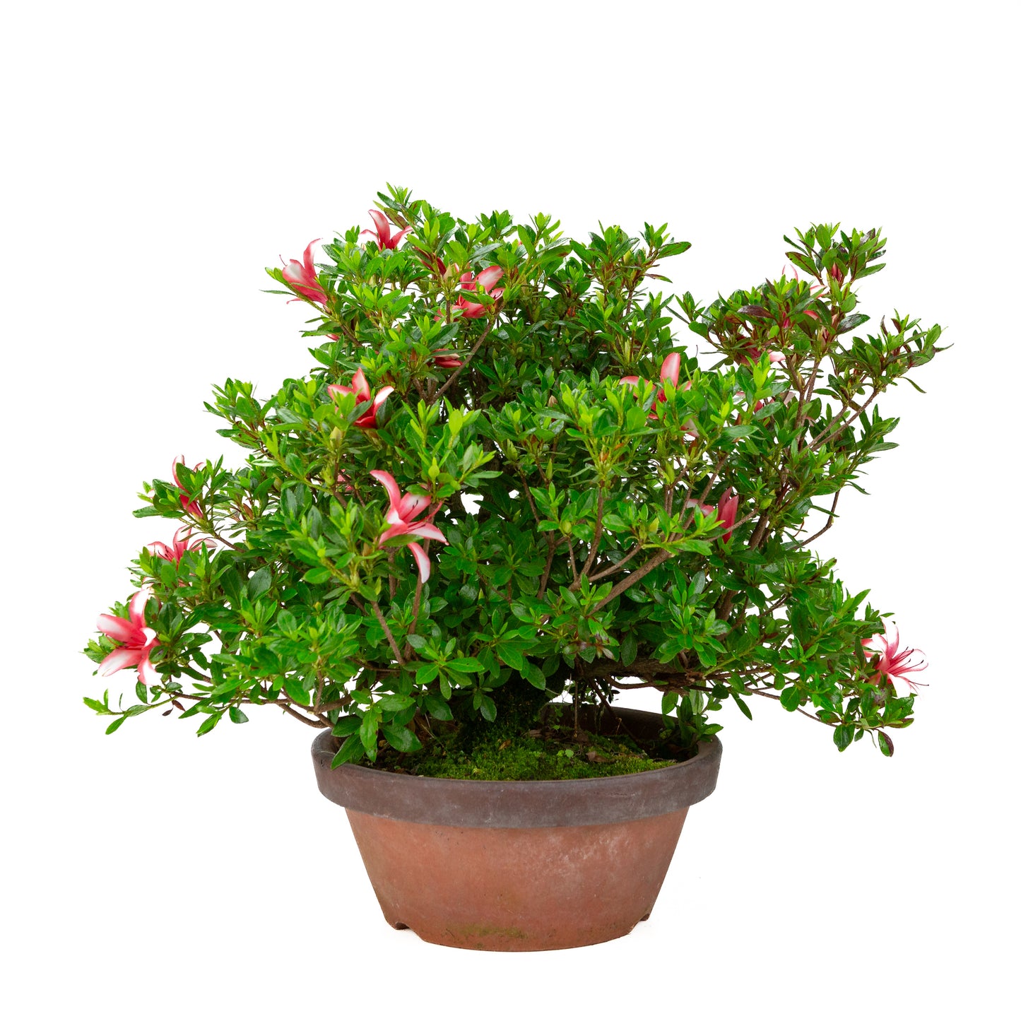 Rhododendron indicum 'Hotarubi' (satsuki azalea), hoogte ~43cm