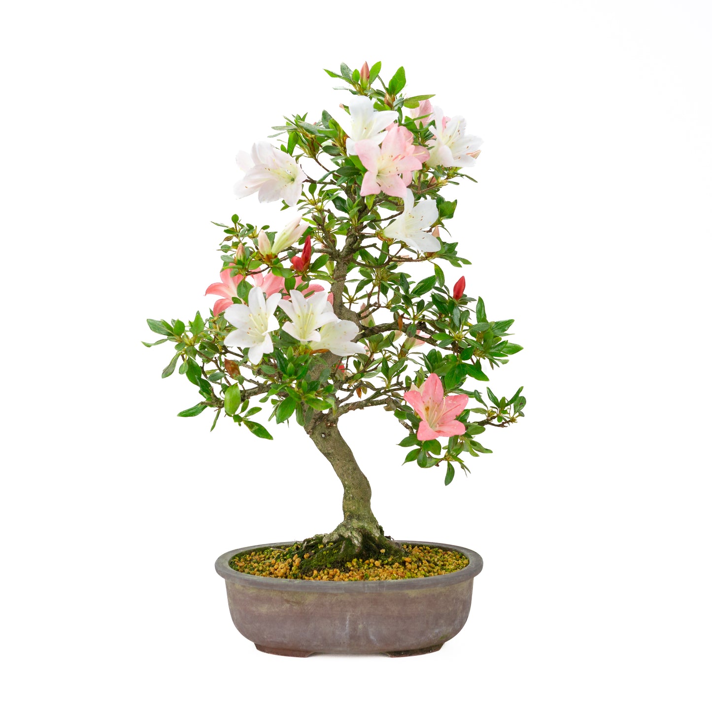 Rhododendron indicum (satsuki azalea), hoogte ~52cm