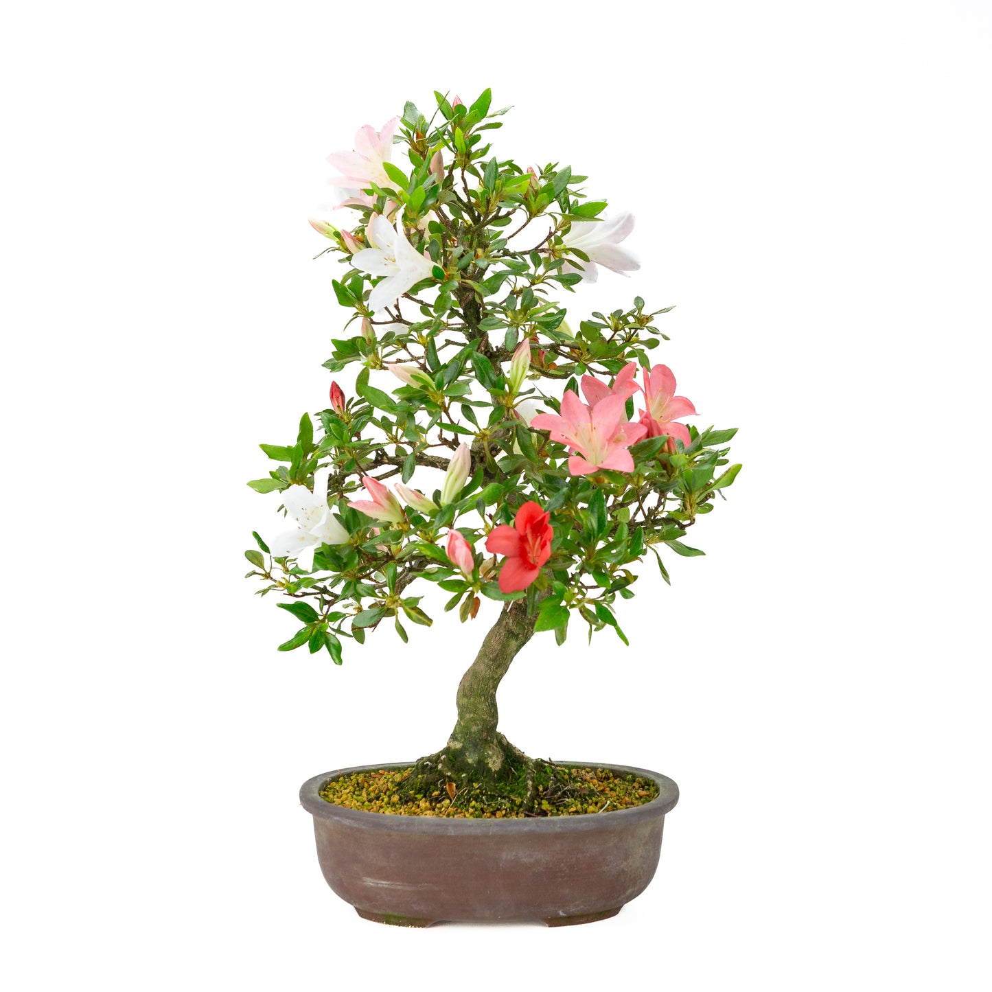Rhododendron indicum (satsuki azalea), hoogte ~52cm