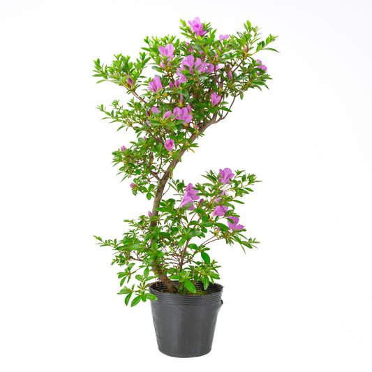 Rhododendron indicum “Suzukaze” (Satsuki azalea), height ~61cm