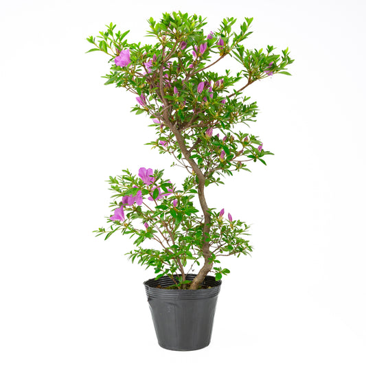 Rhododendron indicum “Suzukaze” (Satsuki azalea), height ~61cm
