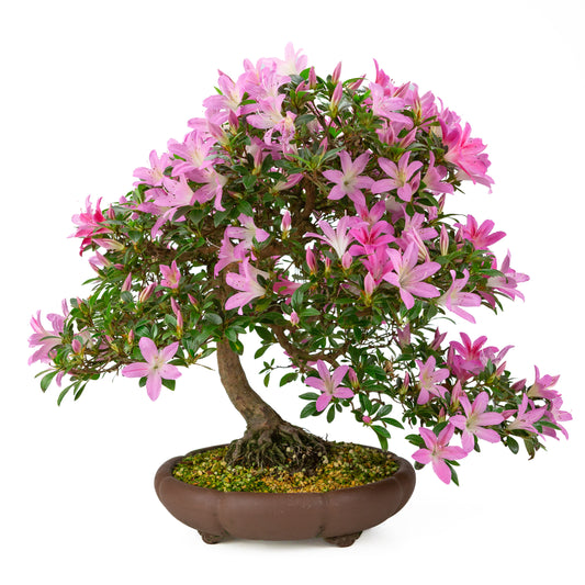 Rhododendron indicum (Satsuki azalea), height ~50cm