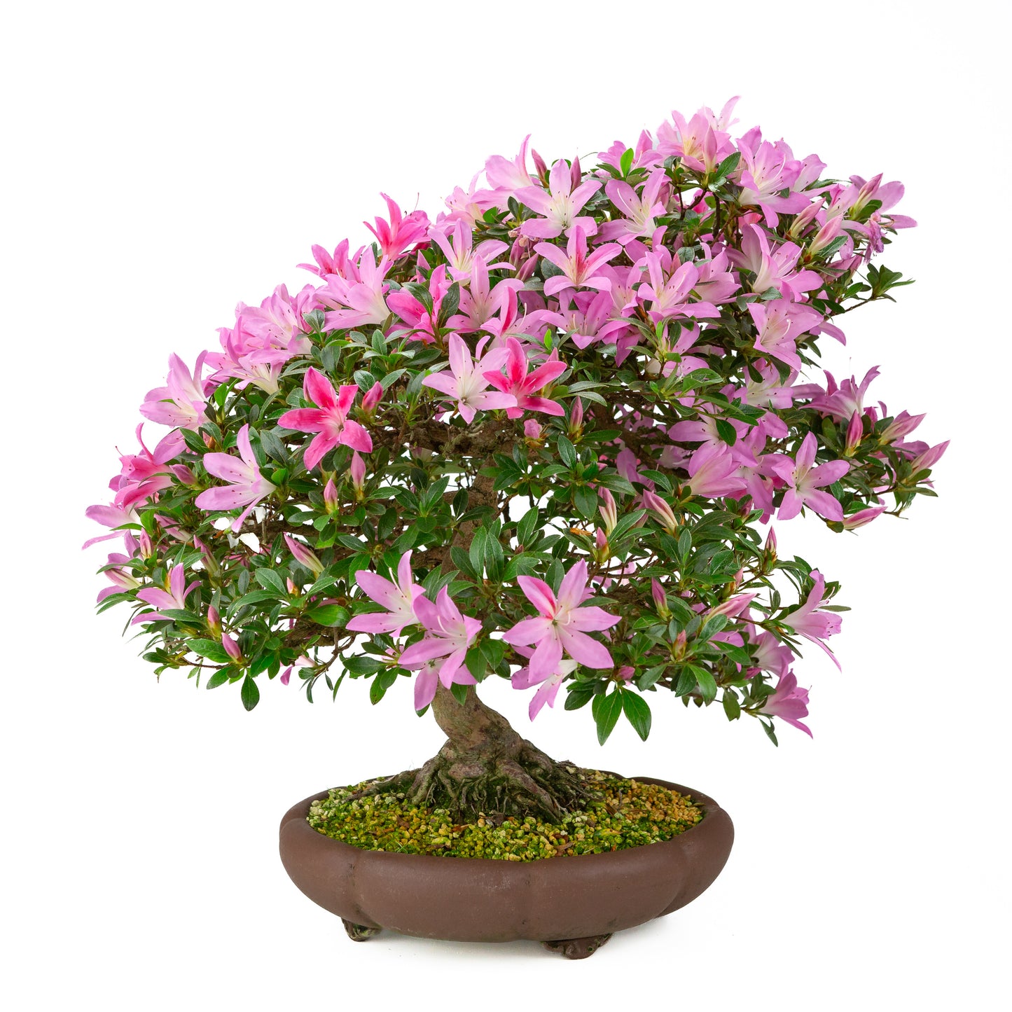 Rhododendron indicum (satsuki azalea), hoogte ~50cm