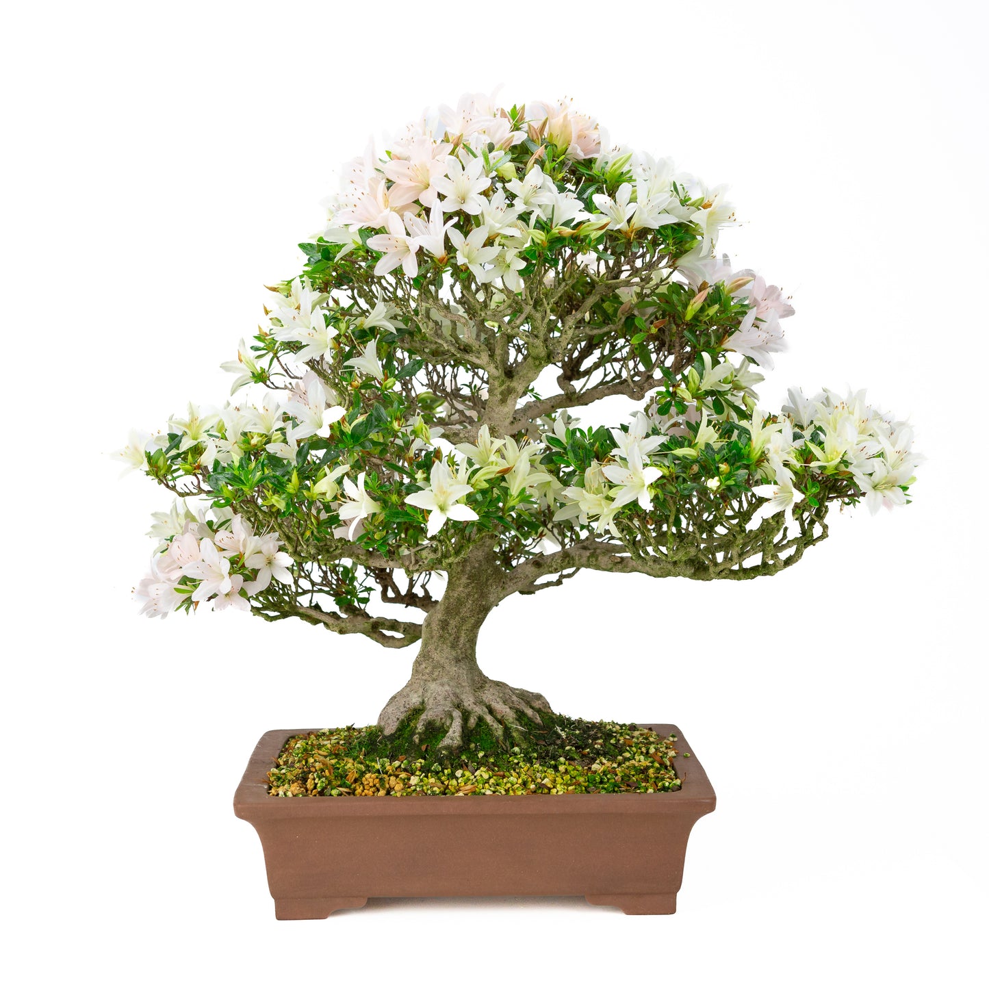 Rhododendron indicum 'Hakutsuru' (satsuki azalea), hoogte ~53cm
