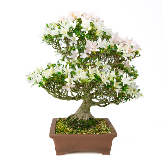 Rhododendron indicum 'Hakutsuru' (satsuki azalea), height ~53cm