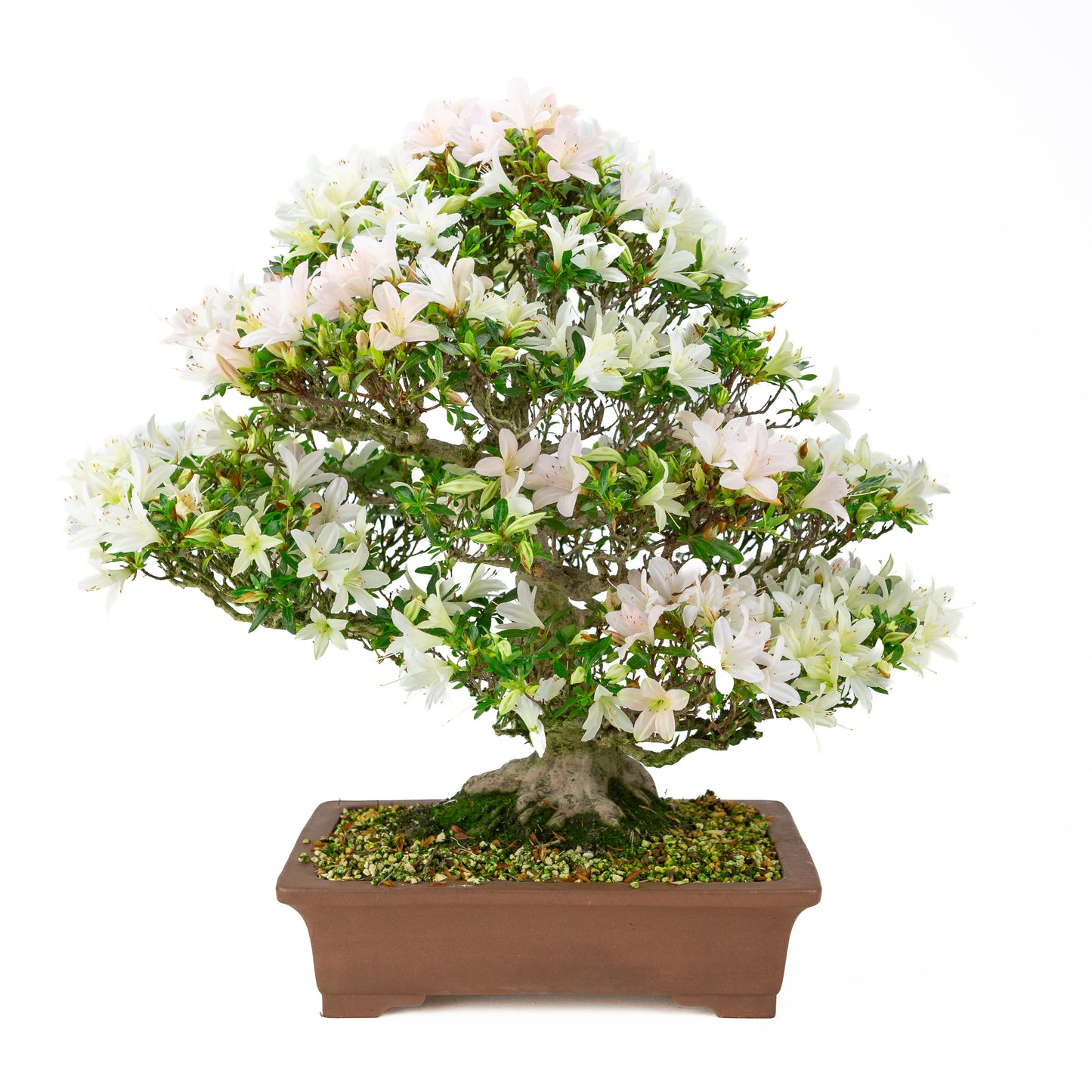 Rhododendron indicum 'Hakutsuru' (satsuki azalea), hoogte ~53cm