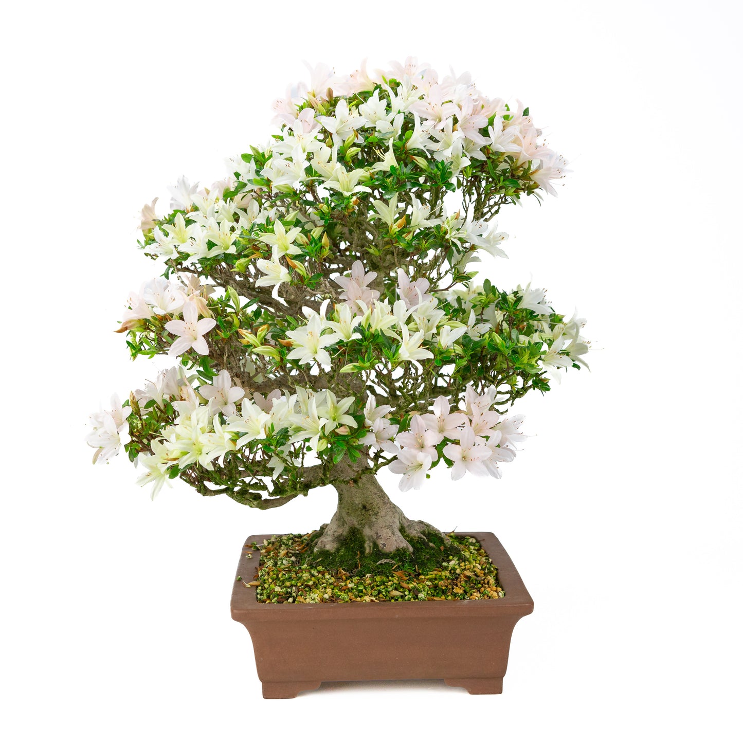 Rhododendron indicum 'Hakutsuru' (satsuki azalea), hoogte ~53cm