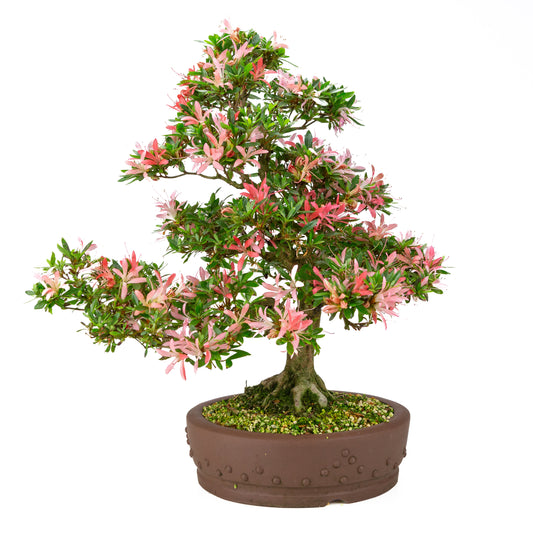 Rhododendron indicum “Suchi no Kirameki” (Satsuki azalea), height ~56cm