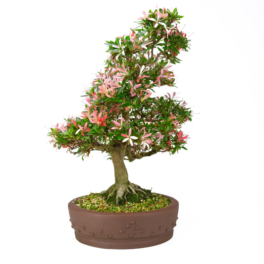 Rhododendron indicum “Suchi no Kirameki” (Satsuki azalea), height ~56cm