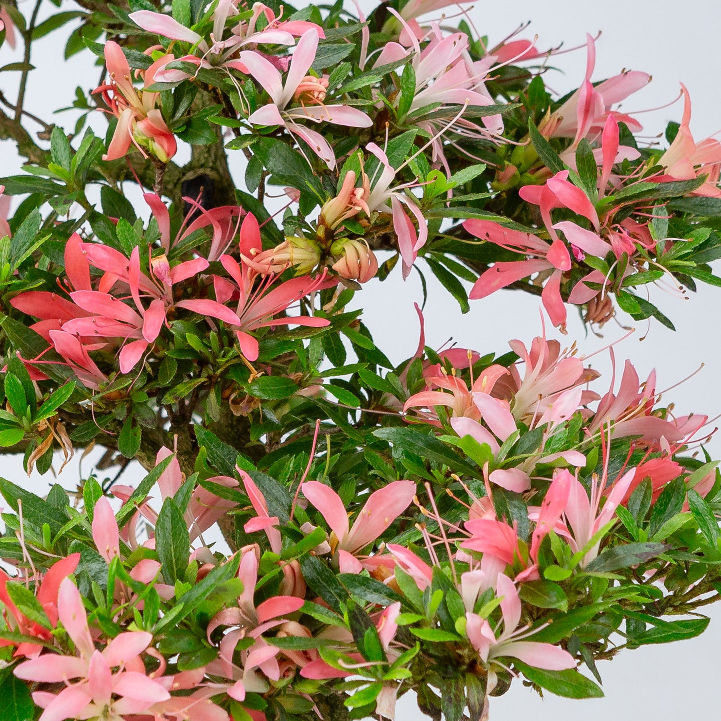 Rhododendron indicum 'Suchi no Kirameki' (satsuki azalea), hoogte ~56cm