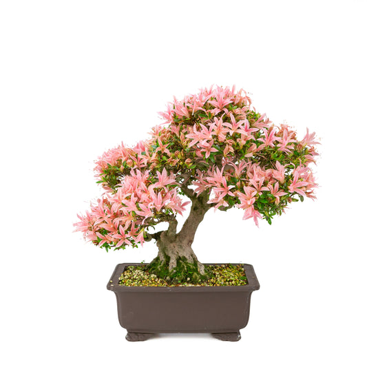 Rhododendron indicum (satsuki azalea), height ~41cm