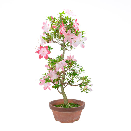 Rhododendron indicum 'Hatsukoi' (satsuki azalea), height ~63cm