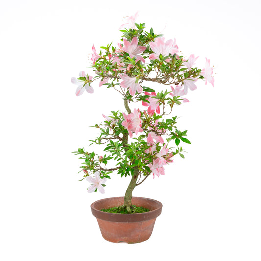 Rhododendron indicum 'Hatsukoi' (satsuki azalea), height ~63cm