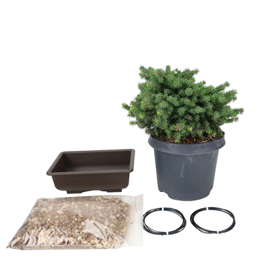 Starter kit Picea abies (Norway spruce)