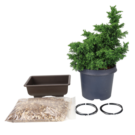 Starter kit Cryptomeria japonica (Japanese cedar)