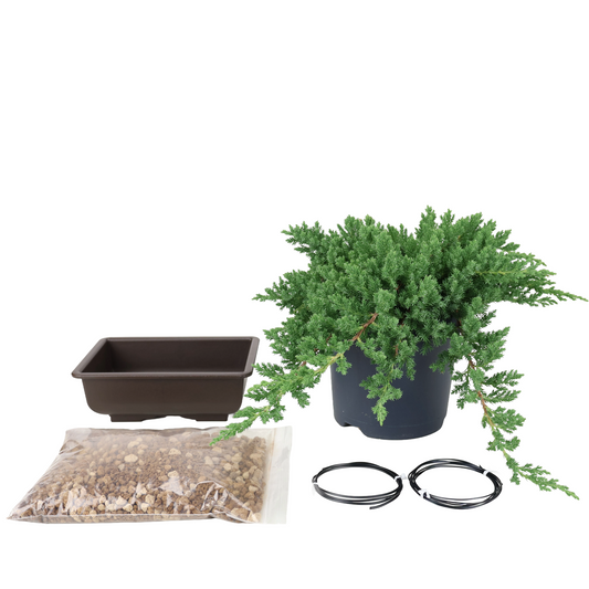 Starter kit Juniperus procumbens (Japanese garden juniper)