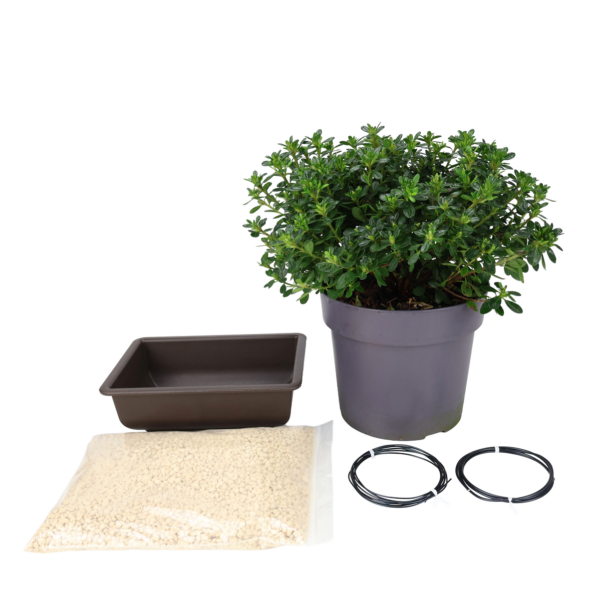 Starterpakket Azalea japonica