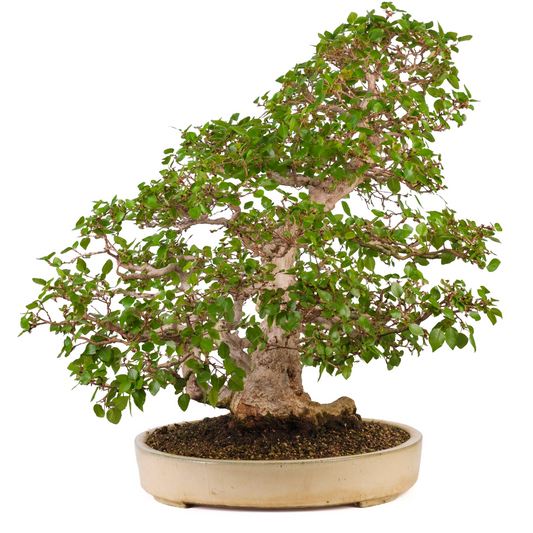 Carpinus coreana (Koreaanse haagbeuk) No. 38, hoogte ~80cm