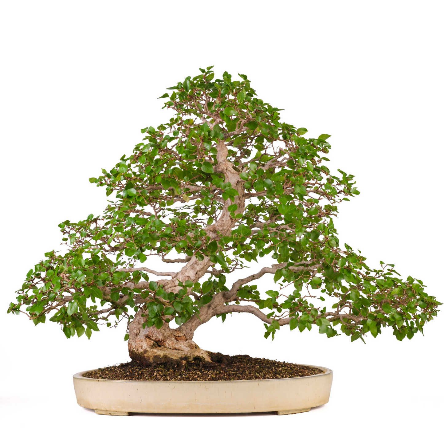 Carpinus coreana (Koreaanse haagbeuk) No. 38, hoogte ~80cm