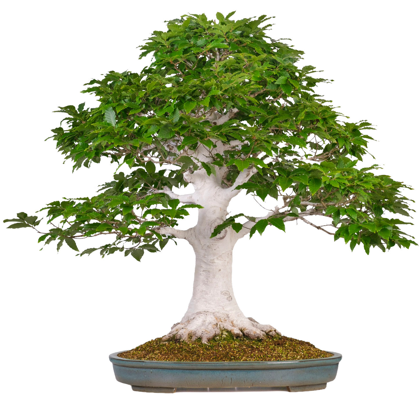 Fagus crenata (Japanse beuk) No. 120, hoogte ~105cm