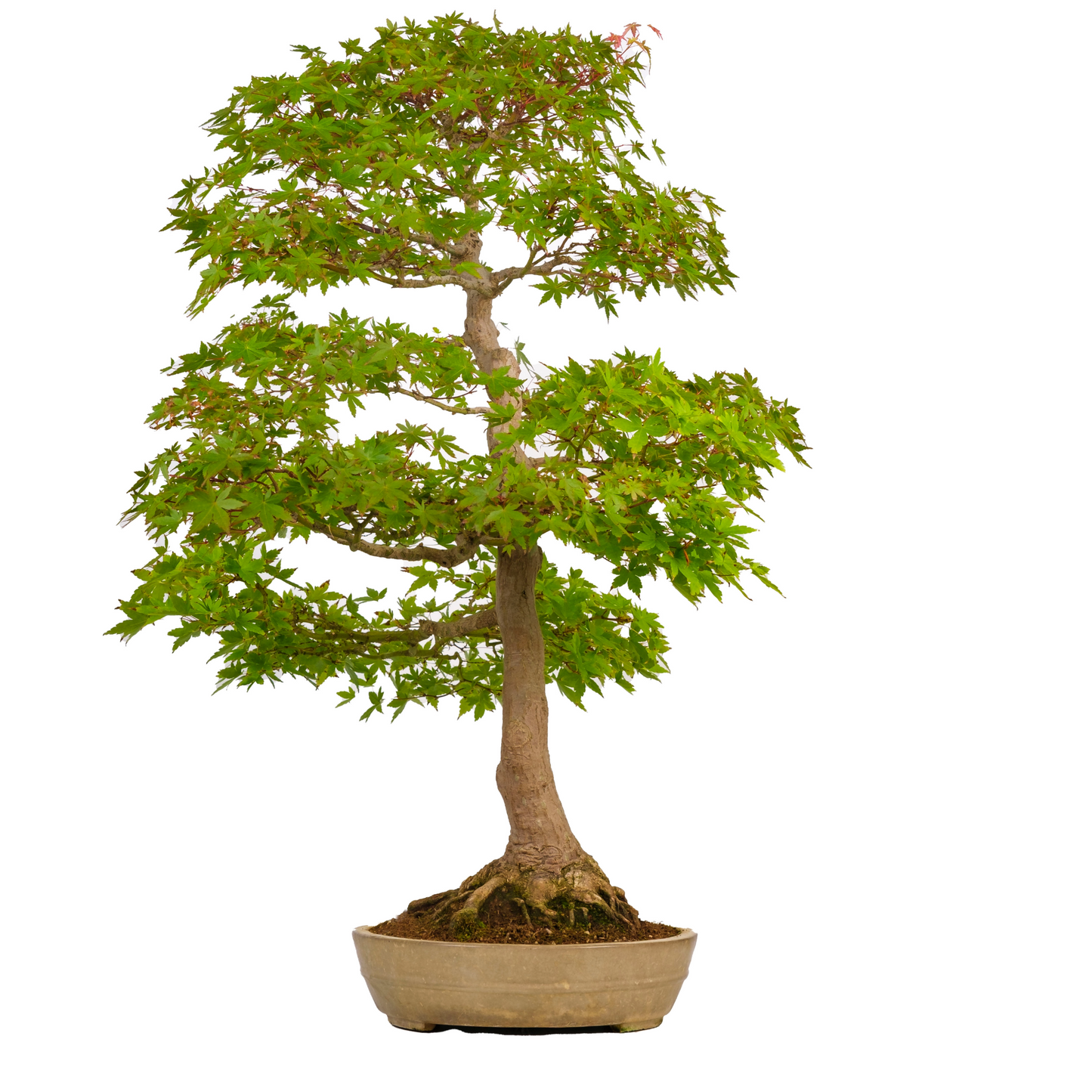 Acer palmatum (Japanese Maple) No. 39, height approx. 90 cm