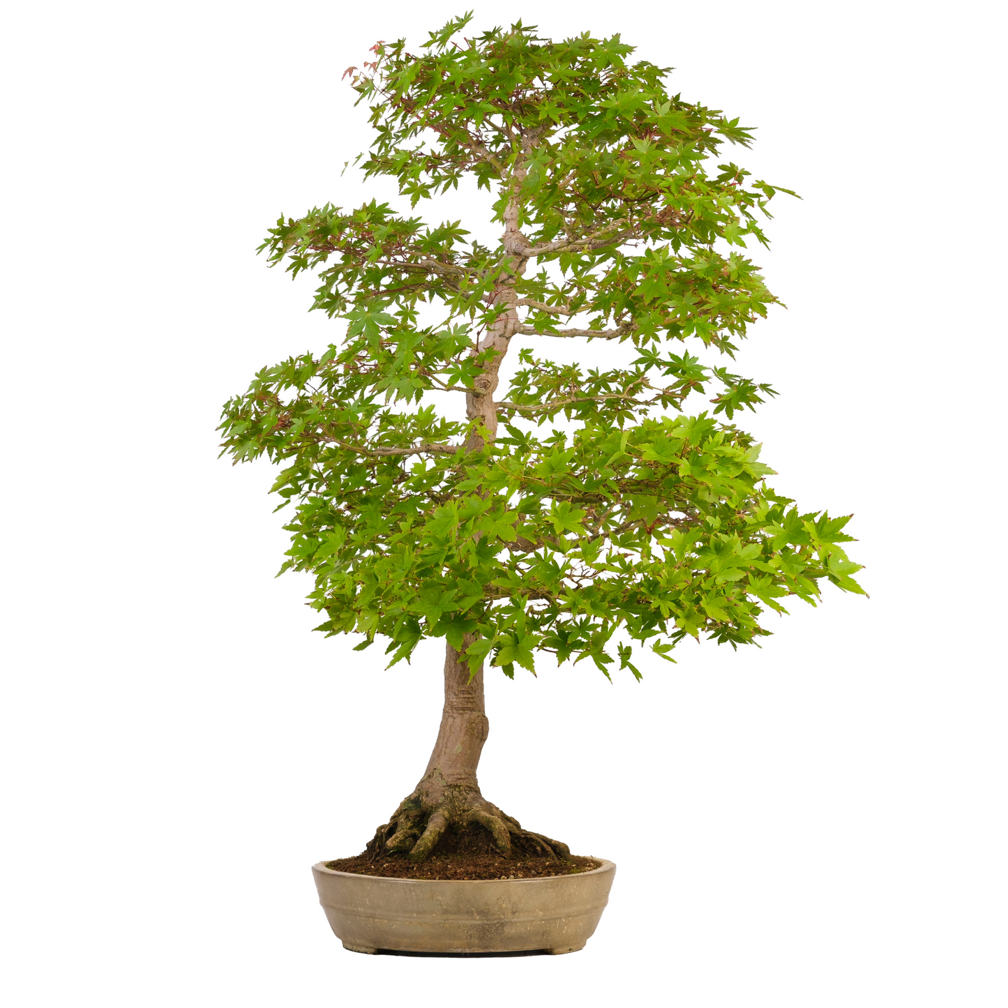Acer palmatum (Japanese Maple) No. 39, height approx. 90 cm
