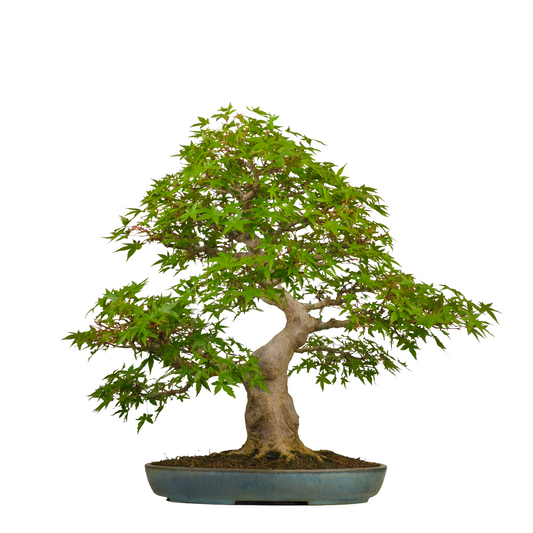 Acer palmatum (Japanse esdoorn) No. 54, hoogte ~65cm