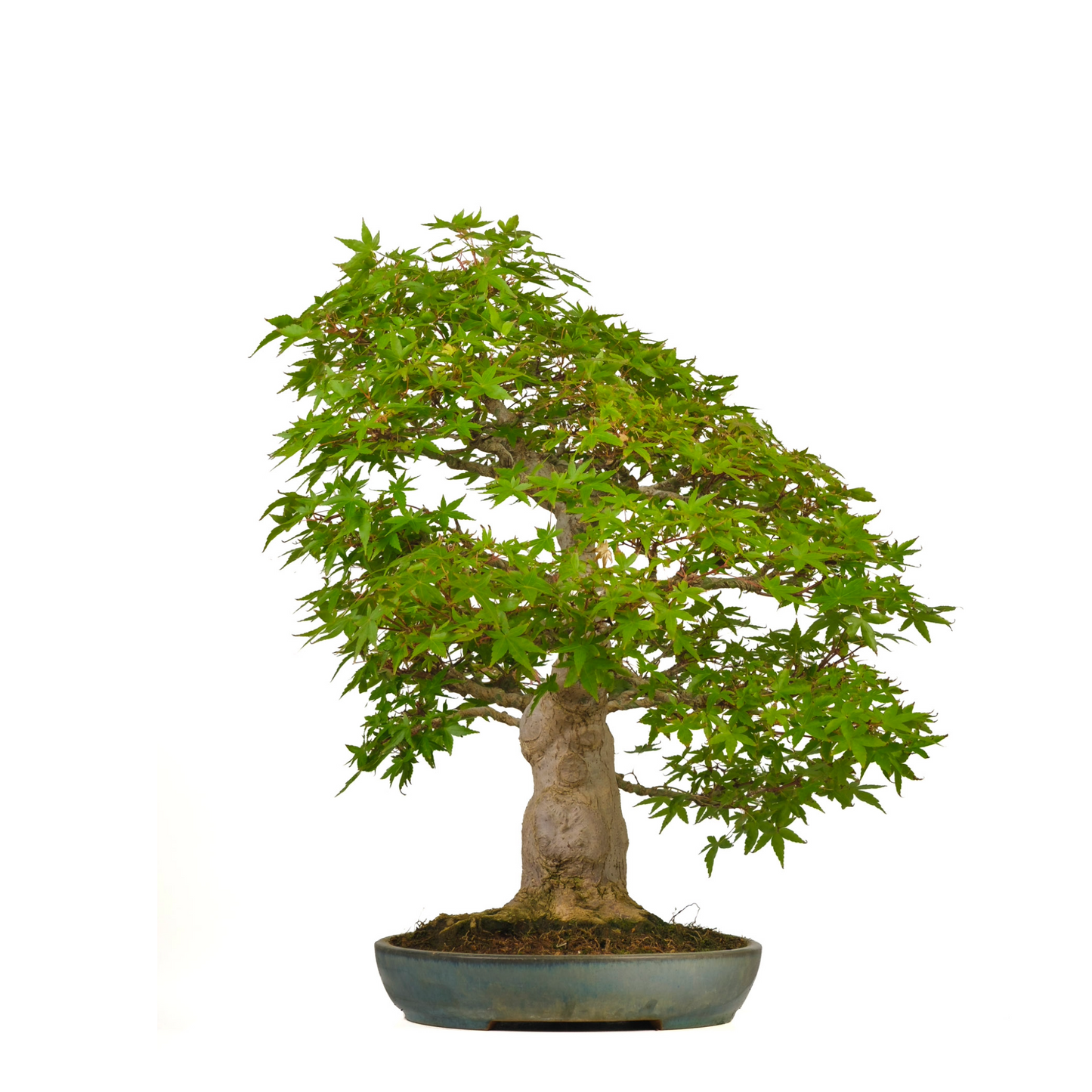 Acer palmatum (Japanse esdoorn) No. 54, hoogte ~65cm