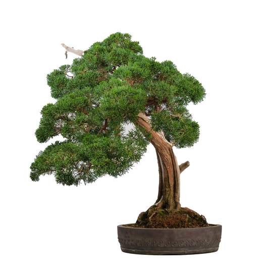 Juniperus chinensis (Chinese jeneverbes) No. 60, hoogte ~75cm